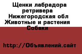 Щенки лабрадора ретривера - Нижегородская обл. Животные и растения » Собаки   